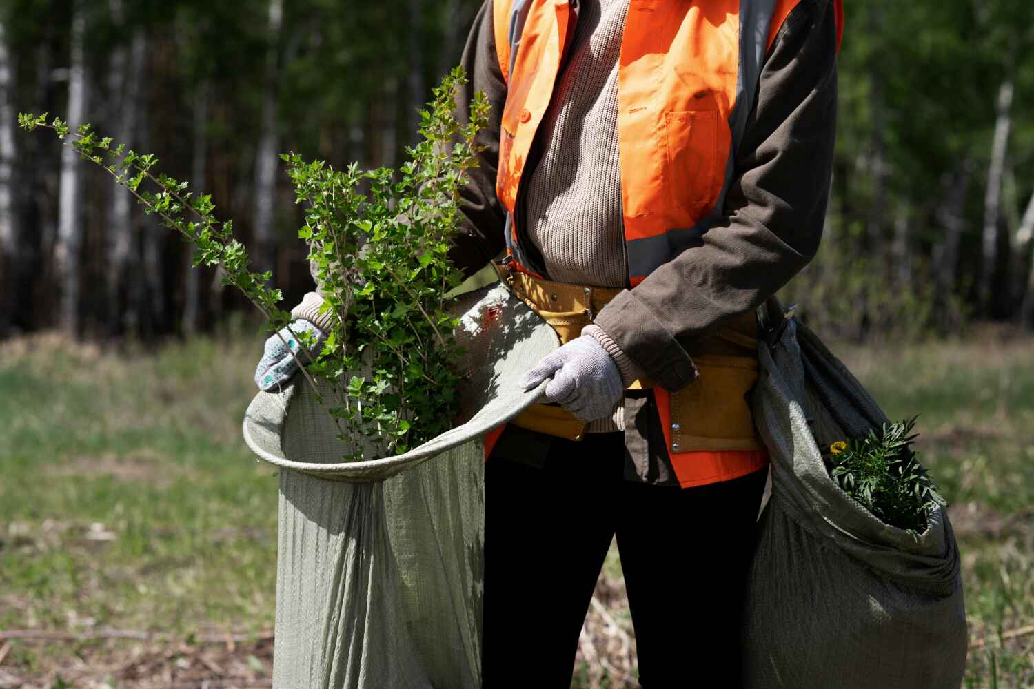 Best Tree Removal Near Me  in Highland Beach, FL